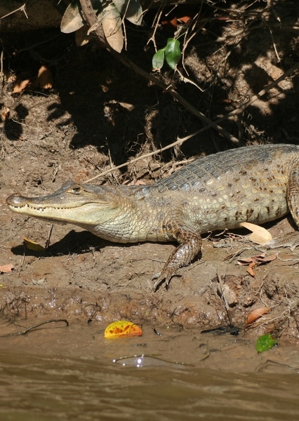 Spectacled Caiman