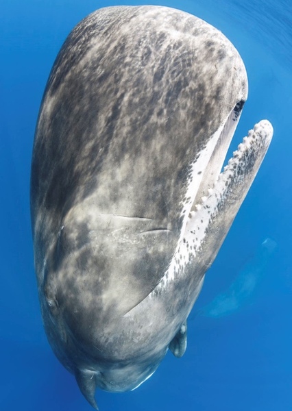 Sperm Whale photo