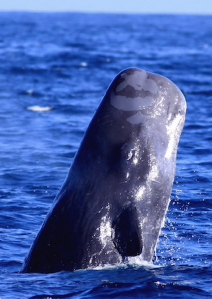 Sperm Whale photo