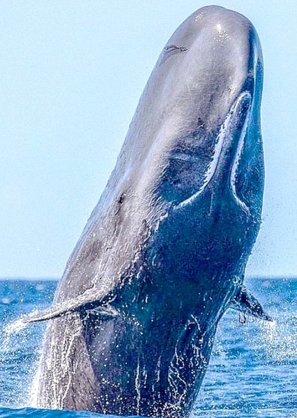 Sperm Whale photo