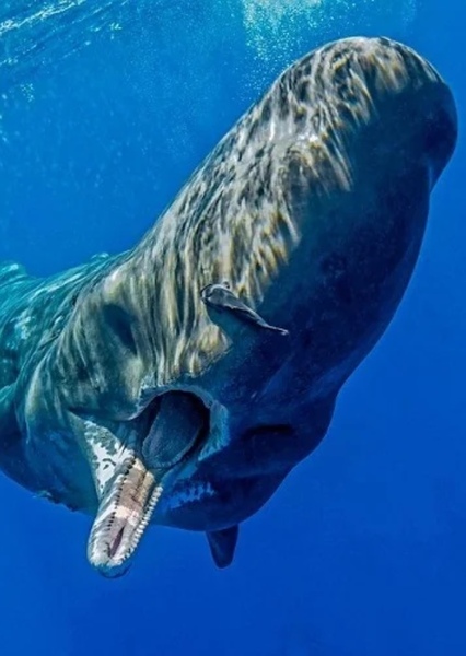 Sperm Whale