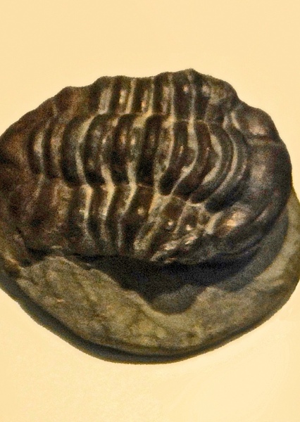 Sphaerexochus