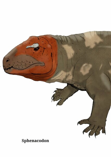 Sphenacodon