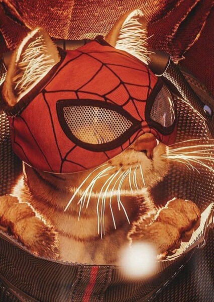 Spider-Cat