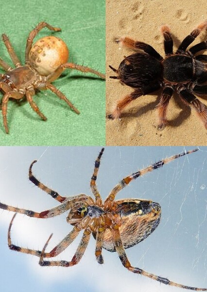 Spider (insect) photo