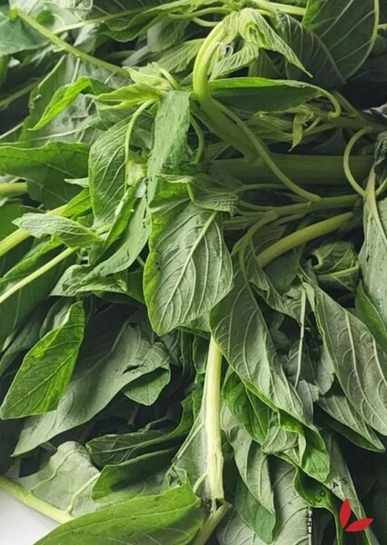 Spinach photo