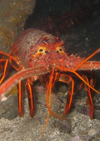 Spiny Lobster