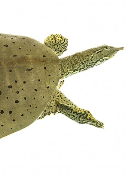 Spiny Softshell Turtle