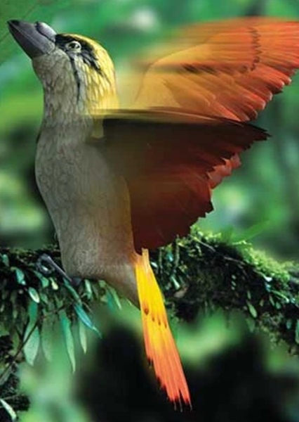 Spitfire Bird