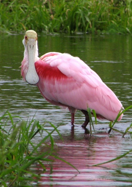 Spoonbill