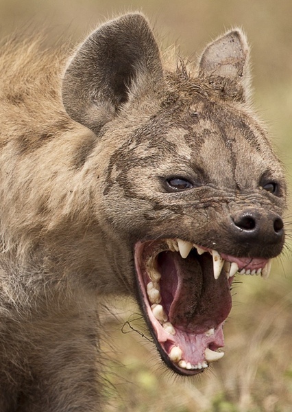 Spotted Hyena photo
