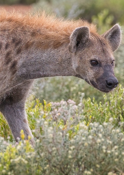 Spotted Hyena photo