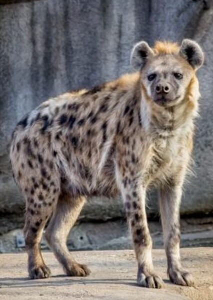 Spotted Hyena photo