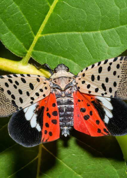 Spotted Lanternfly