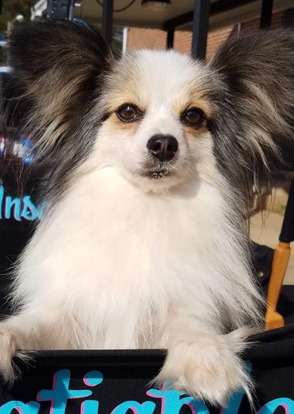 Sprocket photo