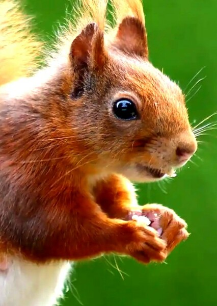 Squirrel