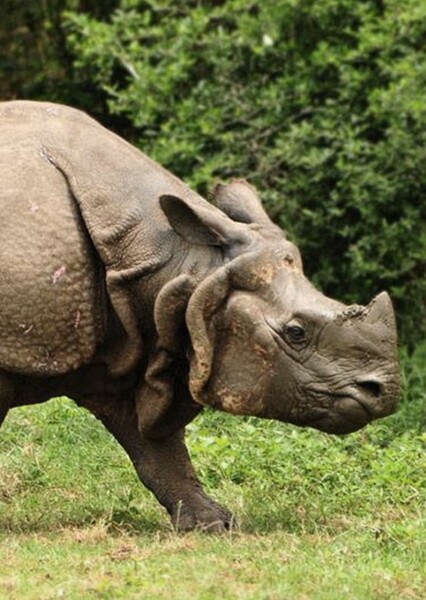 Sri-Lankan Rhinoceros