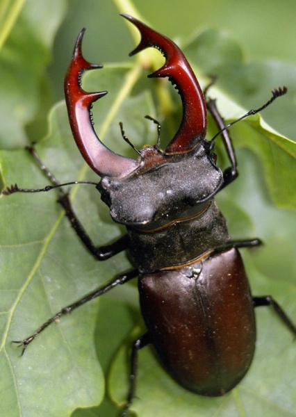 stag beetle photo