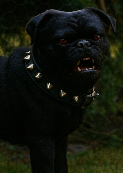 Stanley the Pug