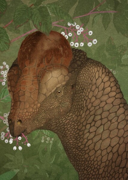 Stegoceras