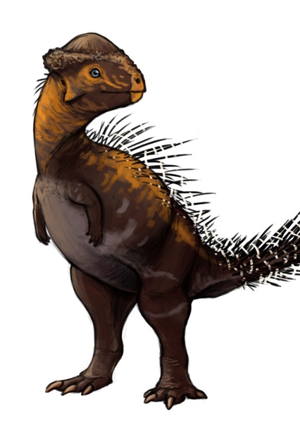 Stegoceras photo
