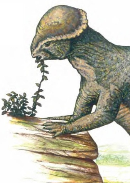 Stegoceras