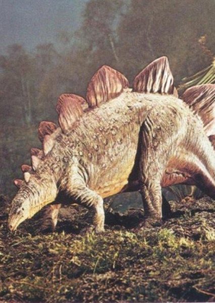 Stegosaurus photo