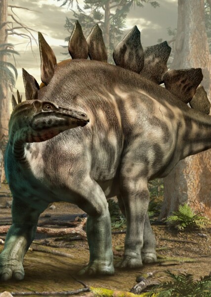 Stegosaurus photo
