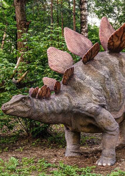 Stegosaurus photo