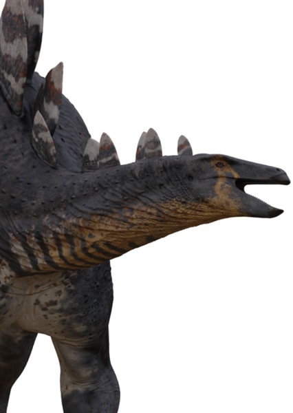 Stegosaurus photo