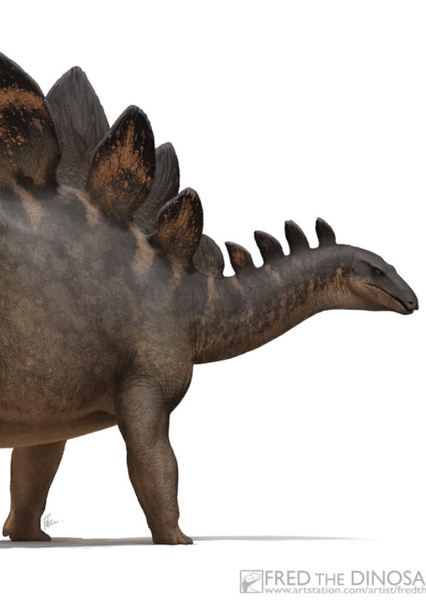 Stegosaurus photo