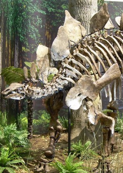 Stegosaurus photo