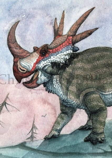 Stellasaurus photo