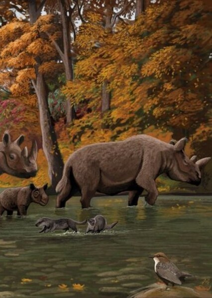 Stephanorhinus