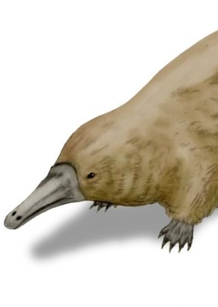 Steropodon