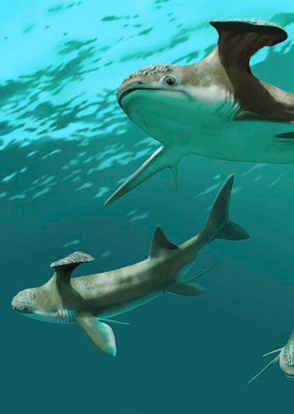 Stethacanthus