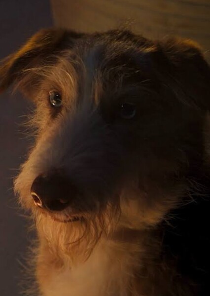 Steve Coogan