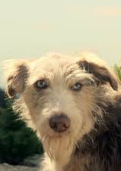 Steve Coogan photo