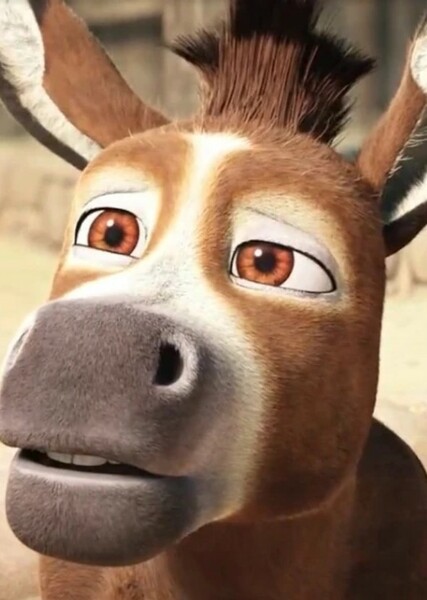 Bo The Donkey