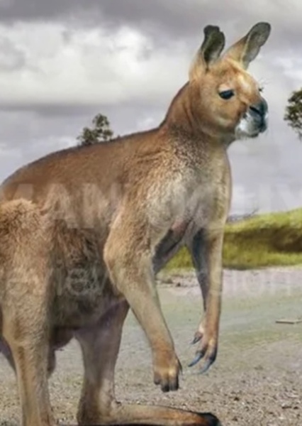 Sthenurinae