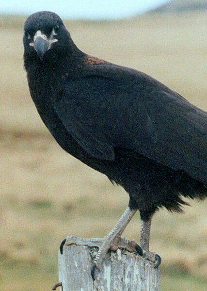 Striated Caracara photo