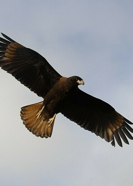 Striated Caracara photo