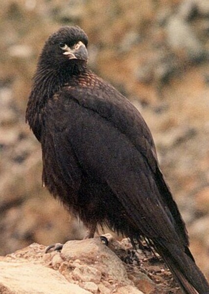 Striated Caracara photo