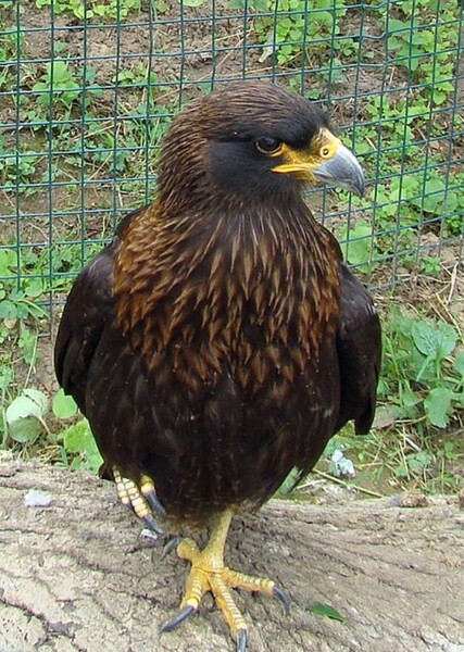 Striated Caracara photo
