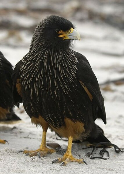 Striated Caracara photo