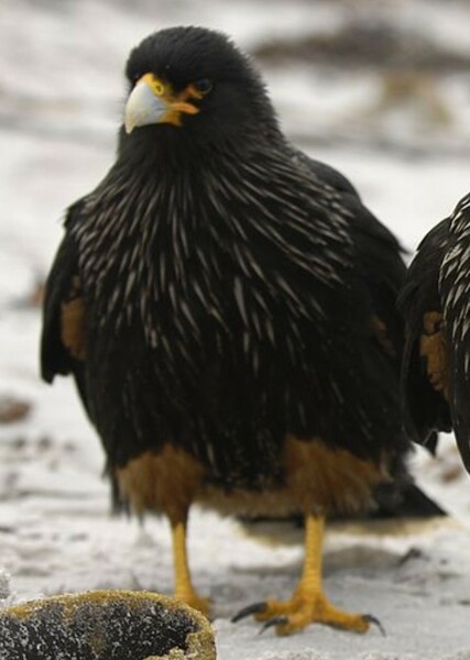 Striated Caracara photo