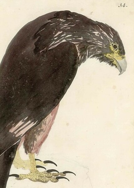 Striated Caracara photo