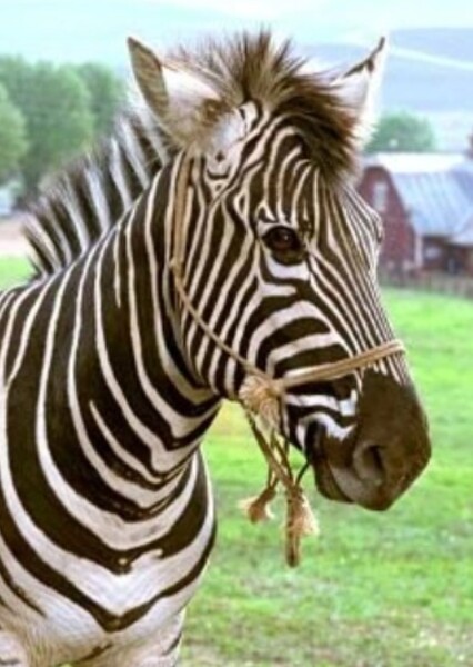 Stripes (Racing Stripes)