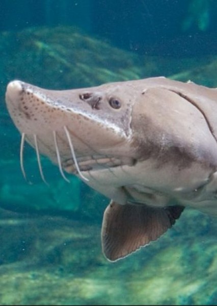 Sturgeon