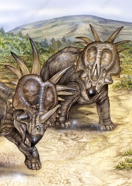 Styracosaurus photo